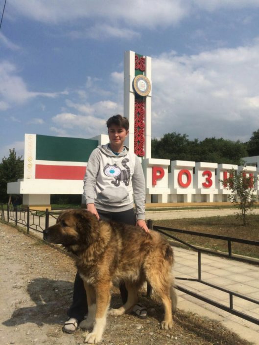 Перевозка больших собак по России