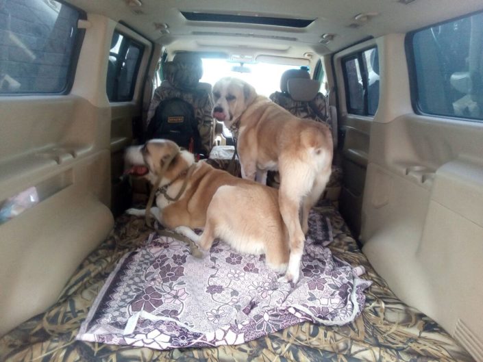 Перевозка несколько крупных собак в Зоотакси